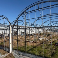 D1型ビニールハウス　5.5×45m3連棟　解体中　三重県の画像