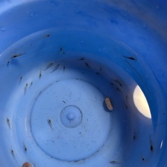 ミナミヌマエビ１５匹の画像