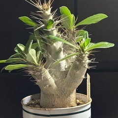 パキポディウム・サンデルシー｜ Pachypodium saun...