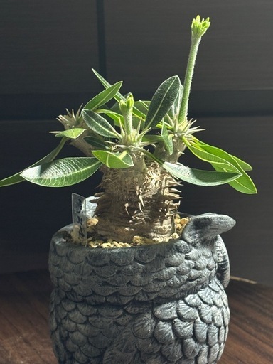 【希少】パキポディウム恵比寿笑い｜Pachypodium brevicaule