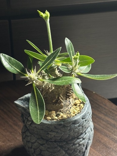 【希少】パキポディウム恵比寿笑い｜Pachypodium brevicaule