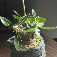 【希少】パキポディウム恵比寿笑い｜Pachypodium brevicaule｜極美株の画像