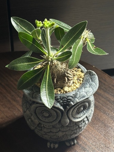 【希少】パキポディウム恵比寿笑い｜Pachypodium brevicaule