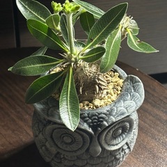 【希少】パキポディウム恵比寿笑い｜Pachypodium brevicaule｜極美株の画像