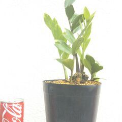 ザミオクルカスー１の画像