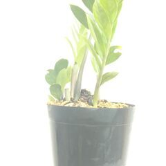 ザミオクルカスー１の画像