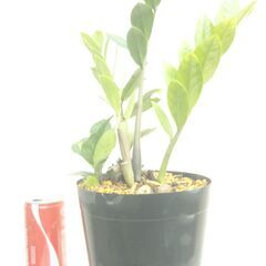 ザミオクルカスー１の画像