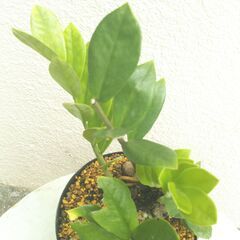 ザミオクルカスー１の画像