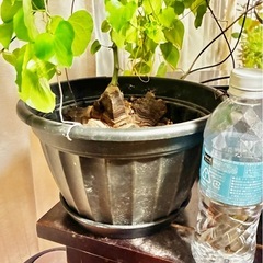 アフリカ亀甲竜の画像