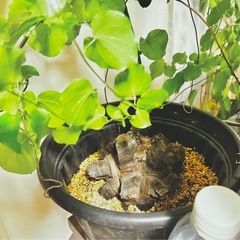 アフリカ亀甲竜の画像