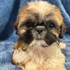 シーズー　女の子