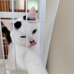 【里親募集】人大好き猫ちゃん