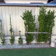 マサキ　　目隠し　庭木の画像