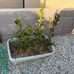 マサキ　　目隠し　庭木の画像