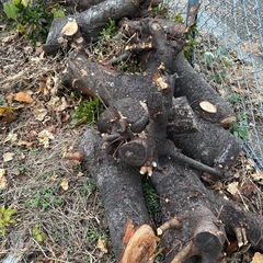 木　　薪🪵　切り立て　無料の画像