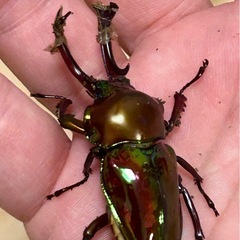 クワガタ、カブトムシの余品販売第三弾の画像