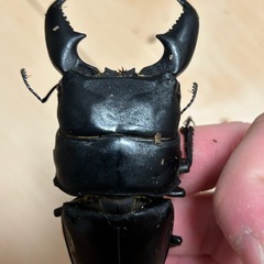 クワガタ、カブトムシの余品販売第三弾の画像