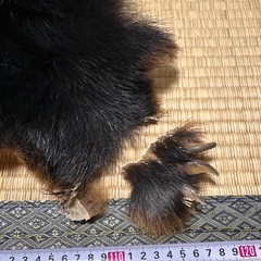 熊の毛皮の画像