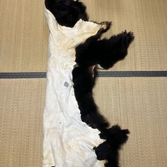 熊の毛皮の画像