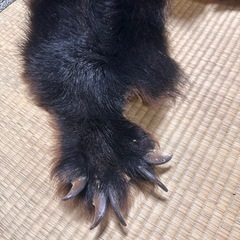 熊の毛皮の画像
