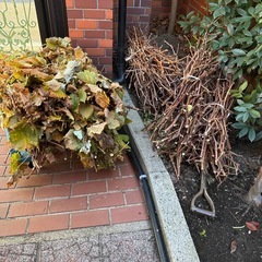 ぶどうの剪定枝の画像