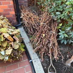 ぶどうの剪定枝の画像