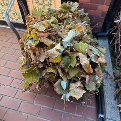 ぶどうの剪定枝の画像