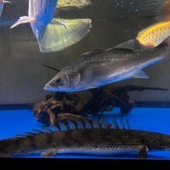 熱帯魚　水槽　売ってください！