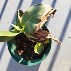 ドワーフモンキーバナナの画像