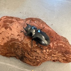 【ブリード可】タイ産 アンタエウスオオクワガタ　WF1　ペア　72.2mmの画像