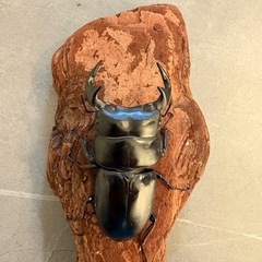 【ブリード可】タイ産 アンタエウスオオクワガタ　WF1　ペア　72.2mmの画像