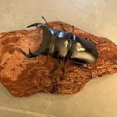 【ブリード可】タイ産 アンタエウスオオクワガタ　WF1　ペア　72.2mmの画像