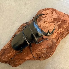 【ブリード可】タイ産 アンタエウスオオクワガタ　WF1　ペア　72.2mmの画像