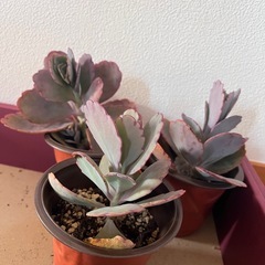 多肉植物 観葉植物の画像