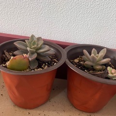 多肉植物 観葉植物の画像