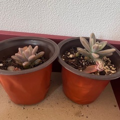 多肉植物 観葉植物の画像