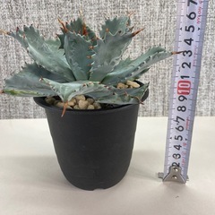 アガベ　イシスメンシスの画像