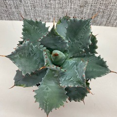 アガベ　イシスメンシスの画像