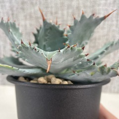 アガベ　イシスメンシスの画像