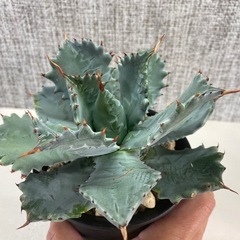 アガベ　イシスメンシスの画像