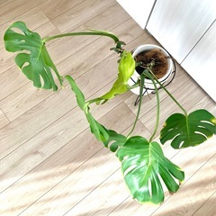 可愛いモンステラ　観葉植物の画像