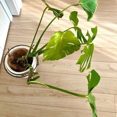 可愛いモンステラ　観葉植物の画像