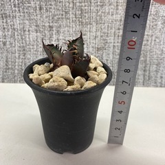 アガベ　赤猫カキコcの画像