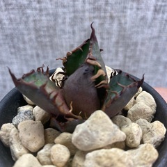 アガベ　赤猫カキコcの画像