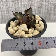 アガベ　赤猫カキコcの画像