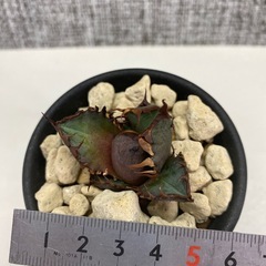 アガベ　赤猫カキコcの画像