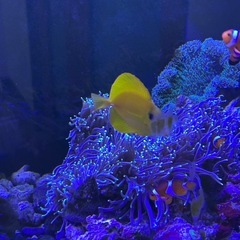 沖縄産キイロハギの画像