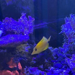 沖縄産キイロハギの画像