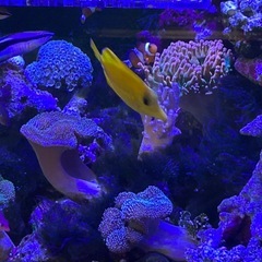 沖縄産キイロハギの画像