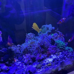 沖縄産キイロハギの画像